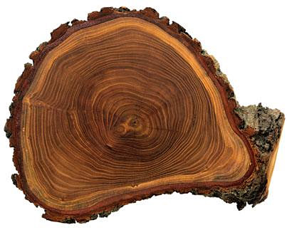 dendrochronology.jpg